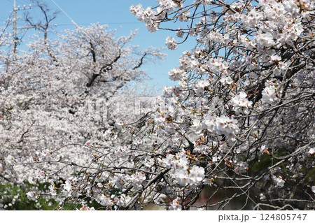 桜 岩倉市 桜まつり 五条川 桜 岩倉市 桜まつり 五条川 124805747