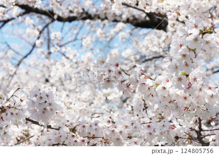 桜 岩倉市 桜まつり 五条川 桜 岩倉市 桜まつり 五条川 124805756