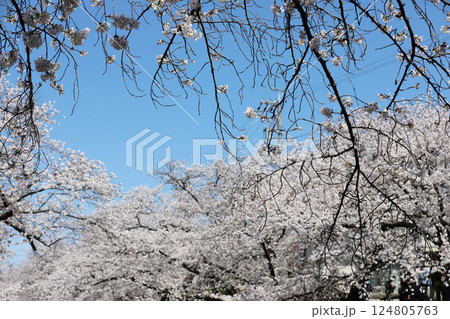 桜　岩倉市　桜まつり　五条川 124805763