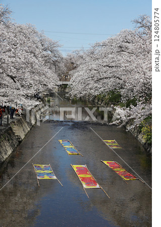 桜　岩倉市　桜まつり　五条川 124805774