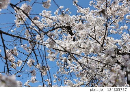 桜　岩倉市　桜まつり　五条川 124805787