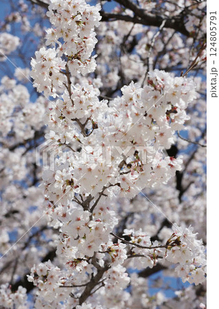 桜　岩倉市　桜まつり　五条川 124805791
