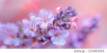 Lavender flowers in the foreground blurred background macro photography. Lavender flowers in the foreground blurred background macro photography. 124805954