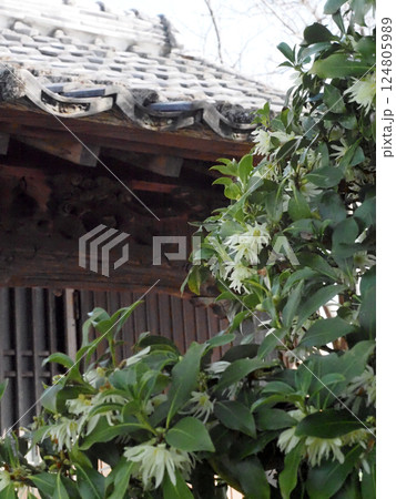 緑の葉とクリーム色のシキミの花（田の神様の境内のコウノキ） 124805989