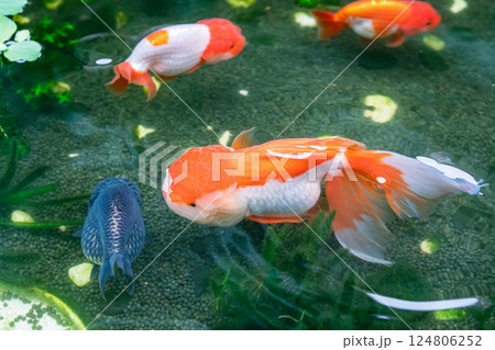 Goldfish in aquarium fish pond close up Goldfish in aquarium fish pond close up 124806252