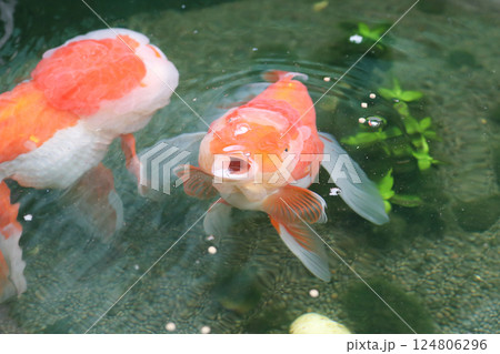 Goldfish swimming in aquarium fish pond close up 124806296
