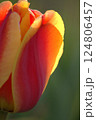 チューリップの花のアップ 124806457