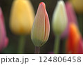 チューリップの蕾 124806458
