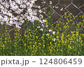 桜と菜の花のある風景 124806459