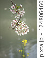 水辺の桜と菜の花 124806460