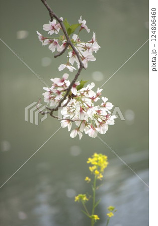 水辺の桜と菜の花 水辺の桜と菜の花 124806460