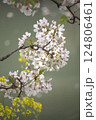 水辺の桜と菜の花 124806461