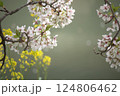 菜の花と桜の花びら 124806462