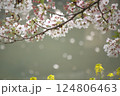 水辺の桜の枝と菜の花 124806463