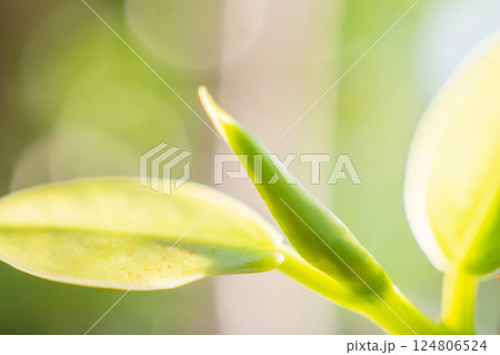 Natural plant green leaf in garden with bokeh background Natural plant green leaf in garden with bokeh background 124806524