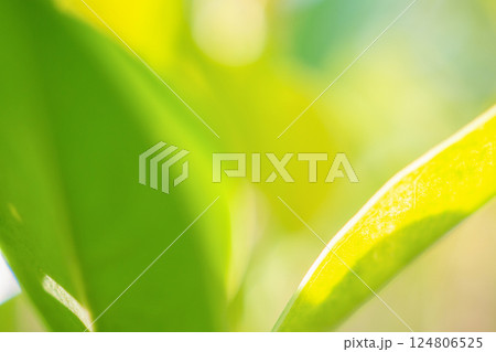 Natural plant green leaf in garden with bokeh background 124806525