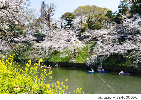 桜満開の千鳥ヶ淵緑道を散策して 124806656