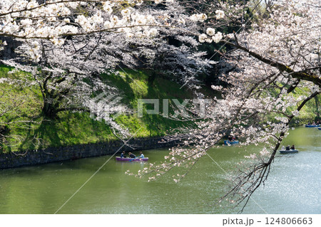 桜満開の千鳥ヶ淵緑道を散策して 桜満開の千鳥ヶ淵緑道を散策して 124806663