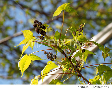 木漏れ日を浴びた春のカエデ（雄花と雌花をつけた台湾楓のクローズアップ） 124806665