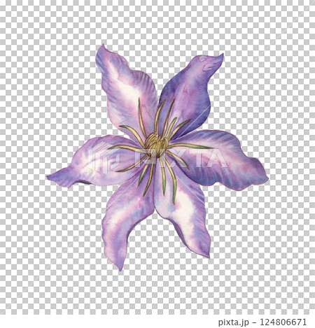 Watercolor illustration of a single clematis flower with wavy purple petals and soft gradients. Hand drawn botanical work, for spring packaging design, wedding printing, postcards, textiles 124806671