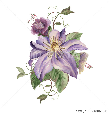 A composition with purple clematis, green leaves, weaving vines, and a kobei flower. The watercolor illustration is hand-drawn in a botanical style. For packaging design, wedding invitations, cards 124806694