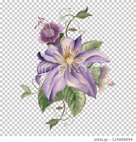 A composition with purple clematis, green leaves, weaving vines, and a kobei flower. The watercolor illustration is hand-drawn in a botanical style. For packaging design, wedding invitations, cards 124806694