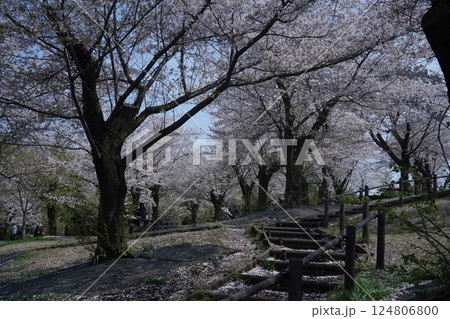 大池公園の桜山は満開だった 124806800