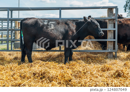 Black Angus calves in the open air Black Angus calves in the open air 124807049
