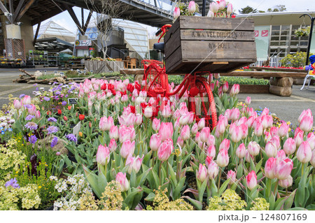 とっとり花回廊　満開の春の花々 124807169