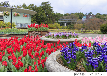 とっとり花回廊　満開の春の花々 124807172