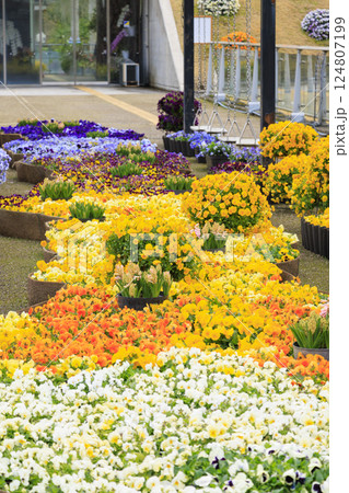 とっとり花回廊 満開の春の花々 とっとり花回廊 満開の春の花々 124807199