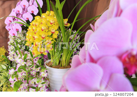 とっとり花回廊 満開の春の花々 とっとり花回廊 満開の春の花々 124807204
