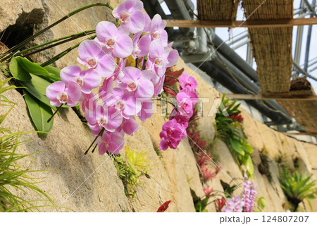 とっとり花回廊 満開の春の花々 とっとり花回廊 満開の春の花々 124807207