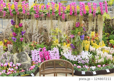 とっとり花回廊 満開の春の花々 とっとり花回廊 満開の春の花々 124807211