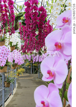 とっとり花回廊　満開の春の花々 124807216