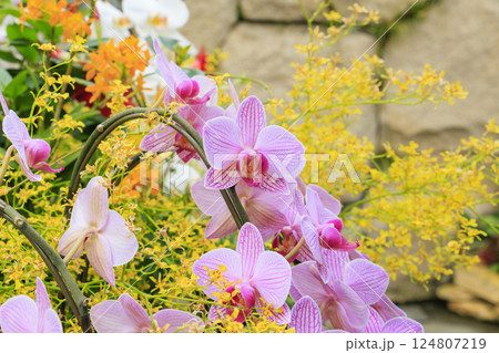 とっとり花回廊 満開の春の花々 とっとり花回廊 満開の春の花々 124807219