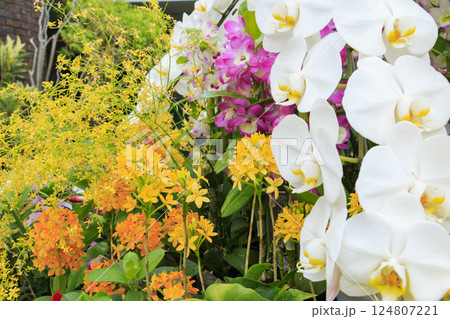 とっとり花回廊　満開の春の花々 124807221