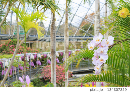 とっとり花回廊 満開の春の花々 とっとり花回廊 満開の春の花々 124807229