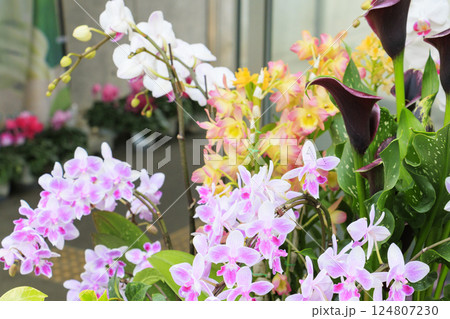 とっとり花回廊　満開の春の花々 124807230