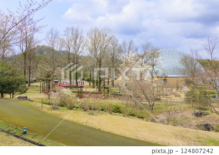 とっとり花回廊 満開の春の花々 とっとり花回廊 満開の春の花々 124807242