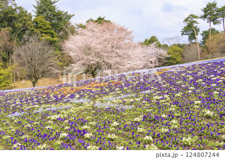 とっとり花回廊　満開の春の花々 124807244