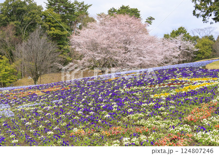 とっとり花回廊 満開の春の花々 とっとり花回廊 満開の春の花々 124807246
