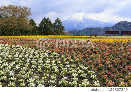 とっとり花回廊　満開の春の花々 124807249