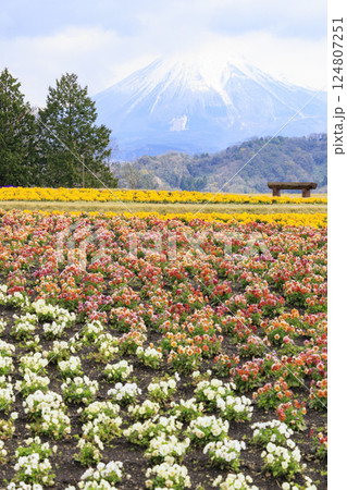 とっとり花回廊 満開の春の花々 とっとり花回廊 満開の春の花々 124807251