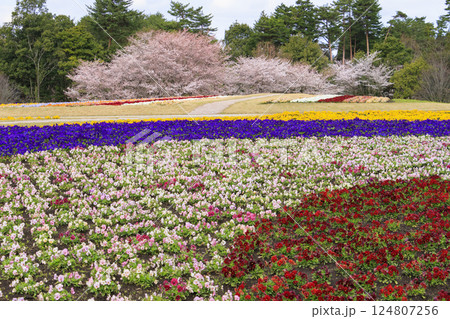 とっとり花回廊 満開の春の花々 とっとり花回廊 満開の春の花々 124807256