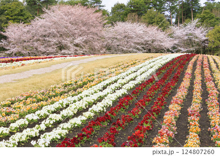 とっとり花回廊 満開の春の花々 とっとり花回廊 満開の春の花々 124807260