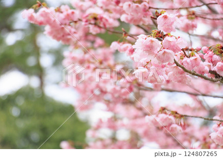 とっとり花回廊　満開の春の花々 124807265