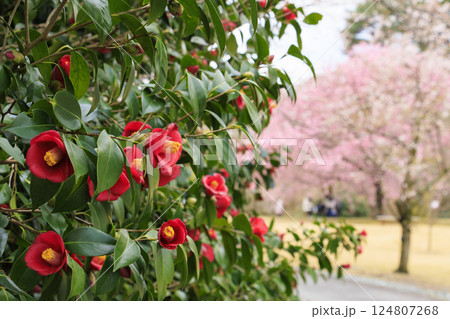 とっとり花回廊 満開の春の花々 とっとり花回廊 満開の春の花々 124807268