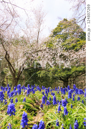 とっとり花回廊　満開の春の花々 124807269