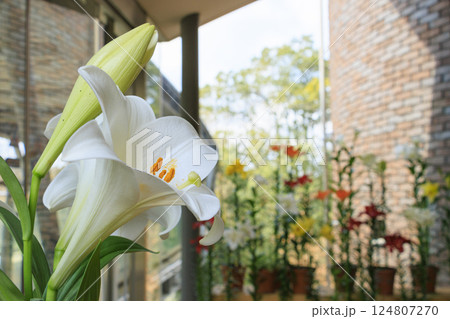 とっとり花回廊　満開の春の花々 124807270